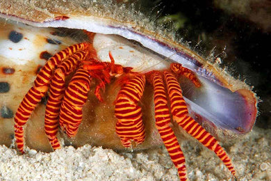Halloween Hermit Crab  (Ciliopagurus strigatus)