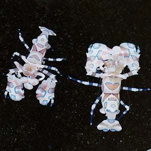 Harlequin Shrimp  (Hymenocera elegans)