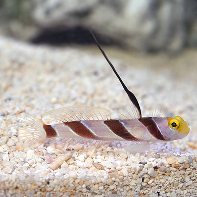 Hi Fin Red Banded Goby - (Stonogobiops nematodes)
