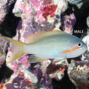 Hutchi Anthias (Male) - (Pseudanthias huchtii)