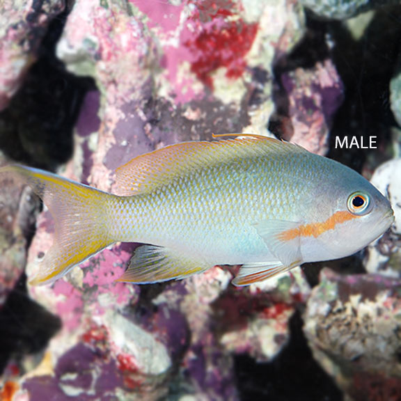 Hutchi Anthias (Male) - (Pseudanthias huchtii)