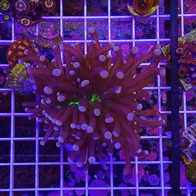**WYSIWYG** Indo Orange Frogspawn - Euphyllia divisa
