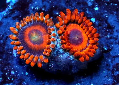 Iron Oxide Zoanthids - Zoanthus sp.