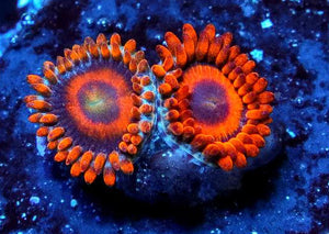 Iron Oxide Zoanthids - Zoanthus sp.