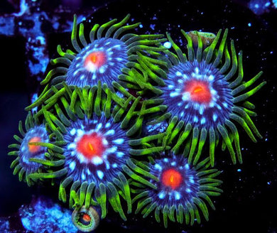 Jason Fox Stargazers Zoanthids - Zoanthus sp.