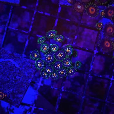 **WYSIWYG** (3 Polyps off Colony) Jason Fox Stargazers Zoanthids - Zoanthus sp.