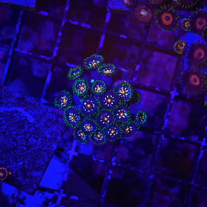 **WYSIWYG** (3 Polyps off Colony) Jason Fox Stargazers Zoanthids - Zoanthus sp.