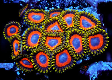 Jungle Juice Zoanthids - Zoanthus sp.