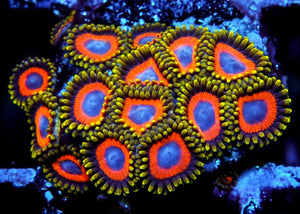 Jungle Juice Zoanthids - Zoanthus sp.