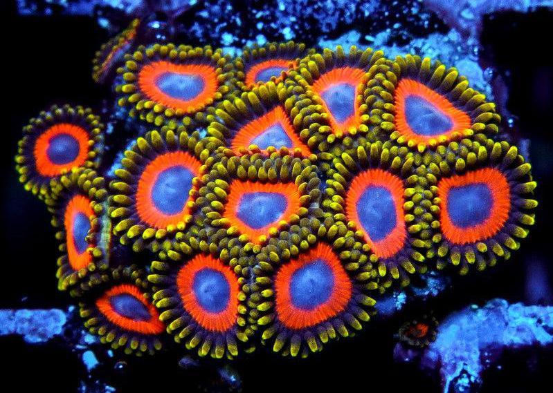 Jungle Juice Zoanthids - Zoanthus sp.