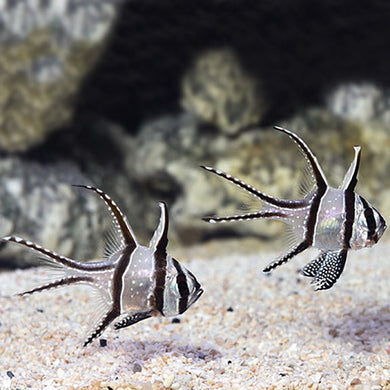 Kaudern's Cardinalfish, Captive-Bred (Pterapogon kauderni)