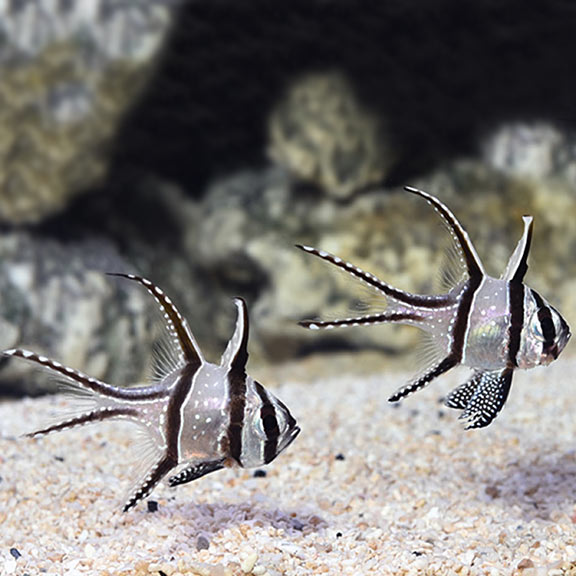 Kaudern's Cardinalfish, Captive-Bred (Pterapogon kauderni)