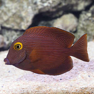 Kole Yellow Eye Tang (Ctenochaetus strigosus)