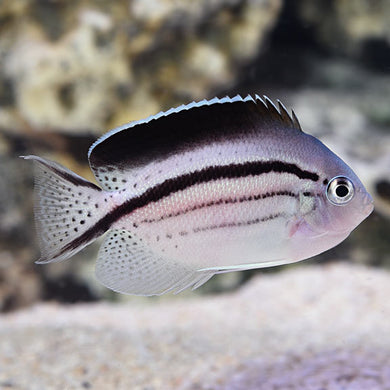 Lamarck's Angelfish - (Genicanthus lamarck)