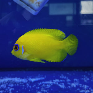 Lemonpeel Angelfish (Centropyge flavissima)