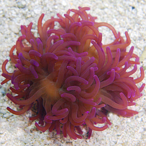 Long Tentacle Anemone, Purple - (Macrodactyla doreensis)