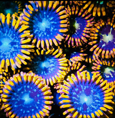 Luminary Explosion's Zoanthids - Zoanthus sp.