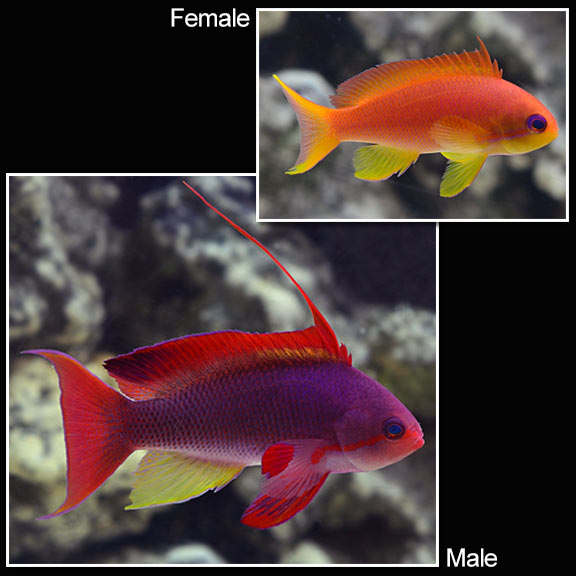 Lyretail Anthias (Pseudanthias squamipinnis)