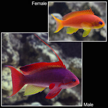 Load image into Gallery viewer, Lyretail Anthias (Pseudanthias squamipinnis)