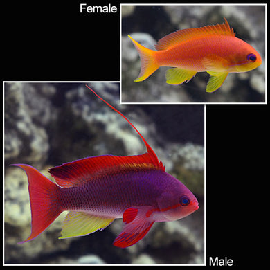 Lyretail Anthias (Pseudanthias squamipinnis)