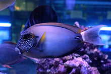 Load image into Gallery viewer, Maculiceps Tang  - Acanthurus maculiceps