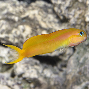 Midas Blenny - (Ecsenius midas)