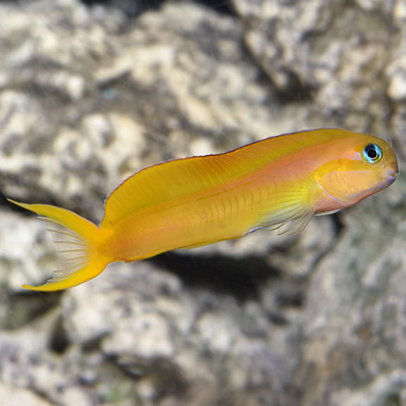 Midas Blenny - (Ecsenius midas)
