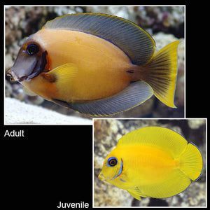 Mimic Lemonpeel (Chocolate) Tang - (Acanthurus pyroferus)