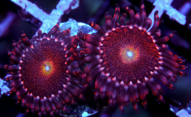 Mohawks Zoanthids - Zoanthus sp.