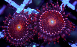 Mohawks Zoanthids - Zoanthus sp.