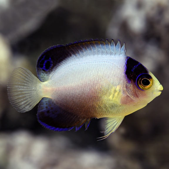 Multicolor Angelfish (Centropyge multicolor)