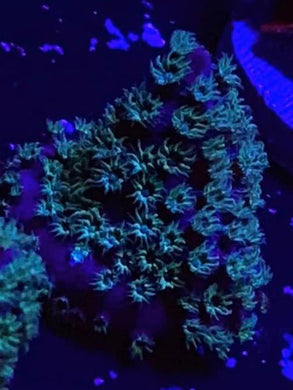 Mysterio Cyphastrea - Cyphastrea Sp.