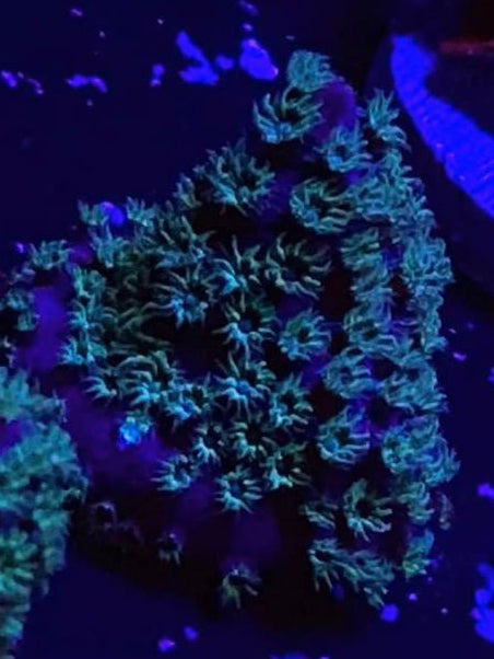 Mysterio Cyphastrea - Cyphastrea Sp.