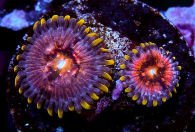 Nirvana Zoanthids - Zoanthus sp.