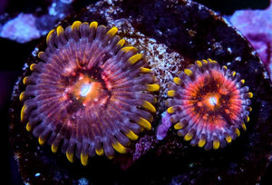 Nirvana Zoanthids - Zoanthus sp.