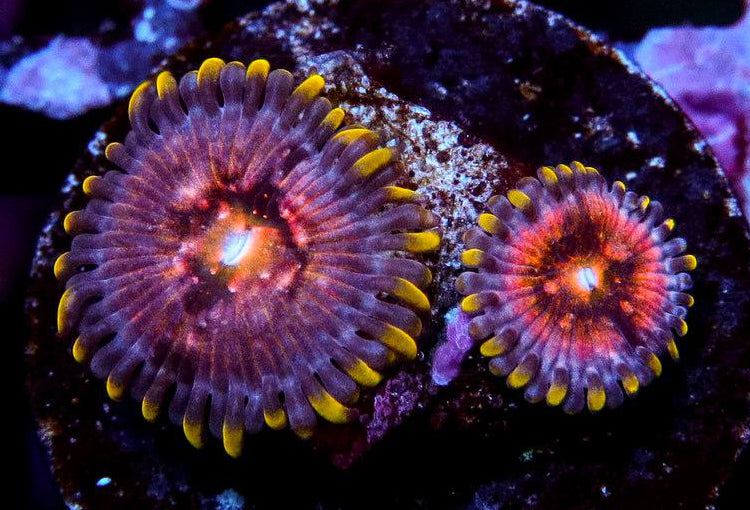 Nirvana Zoanthids - Zoanthus sp.