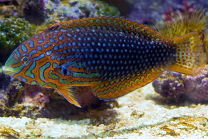 Ornate Leopard Wrasse - (Macropharyngodon ornatus)