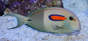 Orange Shoulder Tang - (Acanthurus olivaceus)