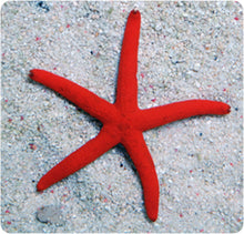 Load image into Gallery viewer, Linckia Sea Star - (Linckia teres) (Linckia laevigata) (Echinaster sp.)