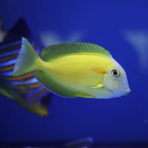 **WYSIWYG** Orange Shoulder Tang Juv. - (Acanthurus olivaceus)