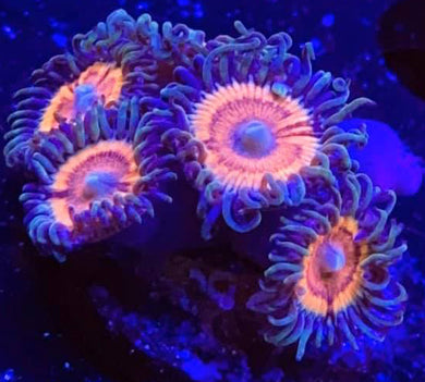 Peachy Petroglyphs Zoanthids - Zoanthus sp.