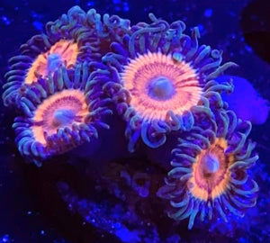 Peachy Petroglyphs Zoanthids - Zoanthus sp.
