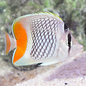 Pearlscale Butterflyfish - (Chaetodon xanthurus)