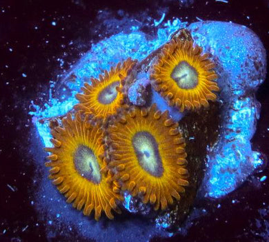 Pikachu Zoanthids - Zoanthus sp.