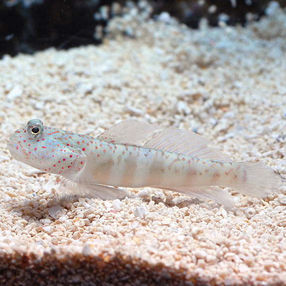 Pink Spotted Watchman Goby - (Cryptocentrus leptocephalus)