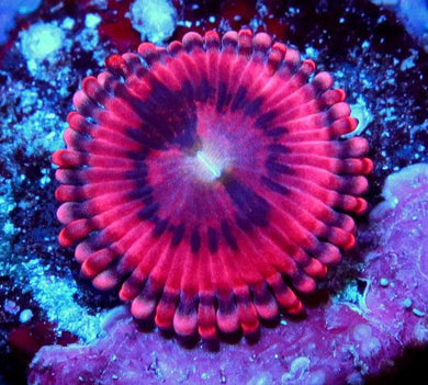 Playboy Bunny Zoanthids - Zoanthus sp.