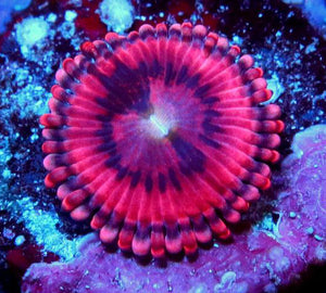 Playboy Bunny Zoanthids - Zoanthus sp.
