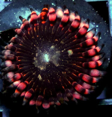Pluto Passion Zoanthids - Zoanthus sp.