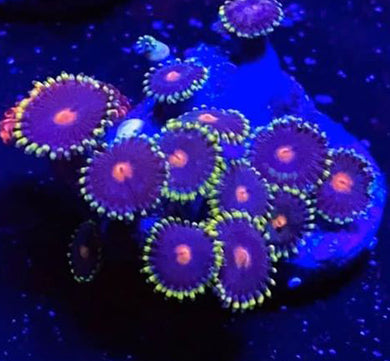 Pop Rocks Zoanthids - Zoanthus sp.