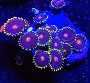Pop Rocks Zoanthids - Zoanthus sp.